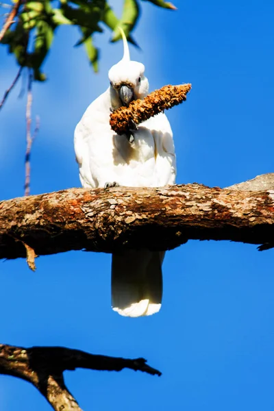 Sulphur Crested Cockatoo Cacatua Galerita — 图库照片