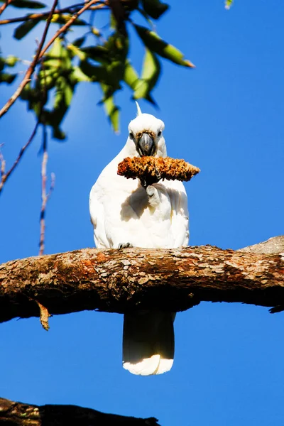 Sulphur Crested Cockatoo Cacatua Galerita — Stock Photo, Image