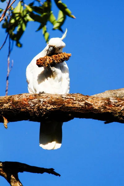 Sulphur Crested Cockatoo Cacatua Galerita — 图库照片