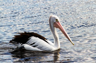 Bir Avustralya Pelikanı (Pelecanus conspicillatus)