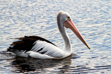 Bir Avustralya Pelikanı (Pelecanus conspicillatus)