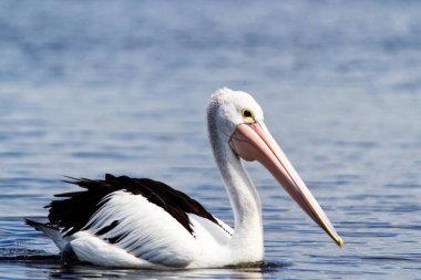 Bir Avustralya Pelikanı (Pelecanus conspicillatus)