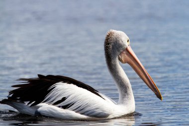Bir Avustralya Pelikanı (Pelecanus conspicillatus)