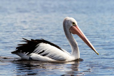 Bir Avustralya Pelikanı (Pelecanus conspicillatus)