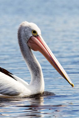 Bir Avustralya Pelikanı (Pelecanus conspicillatus)