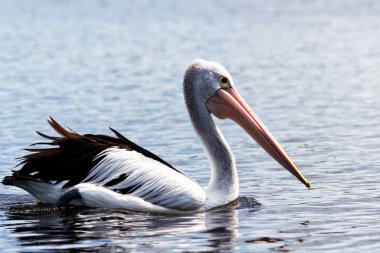 Bir Avustralya Pelikanı (Pelecanus conspicillatus)