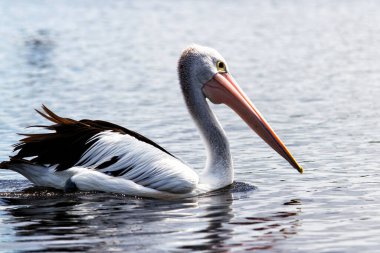 Bir Avustralya Pelikanı (Pelecanus conspicillatus)
