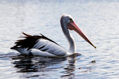 Bir Avustralya Pelikanı (Pelecanus conspicillatus)