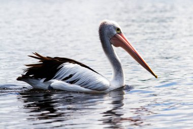 Bir Avustralya Pelikanı (Pelecanus conspicillatus)