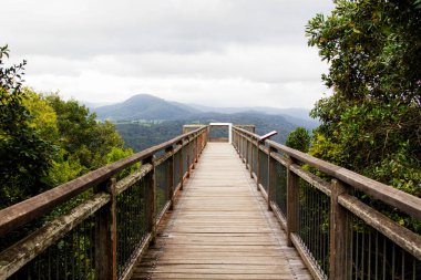 Gökyüzü Yürüyüşü Dorrigo Yağmur Ormanı, Yeni Güney Galler, Avustralya