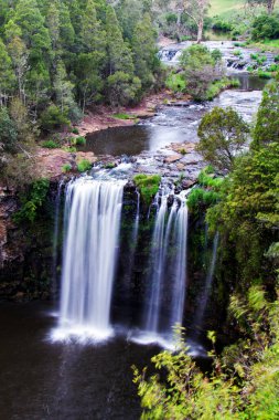Dangar Falls, Dorrigo, New South Wales, Avustralya