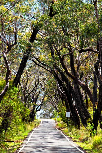 Estrada Sinuosa Através Terras Agrícolas Queensland Austrália — Fotografia de Stock