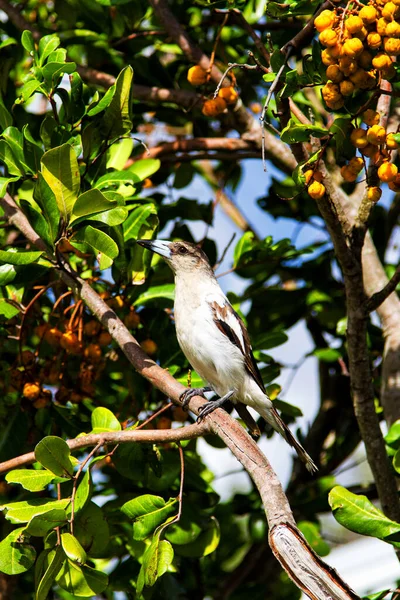 Schlachtvogel Cracticus Nigrogularis — Stockfoto