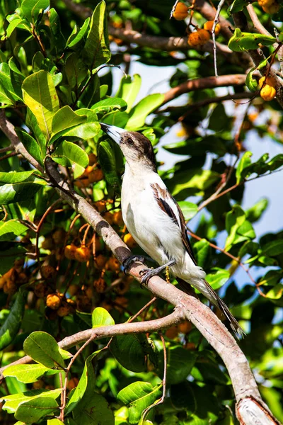 Pássaro Açougueiro Cracticus Nigrogularis — Fotografia de Stock