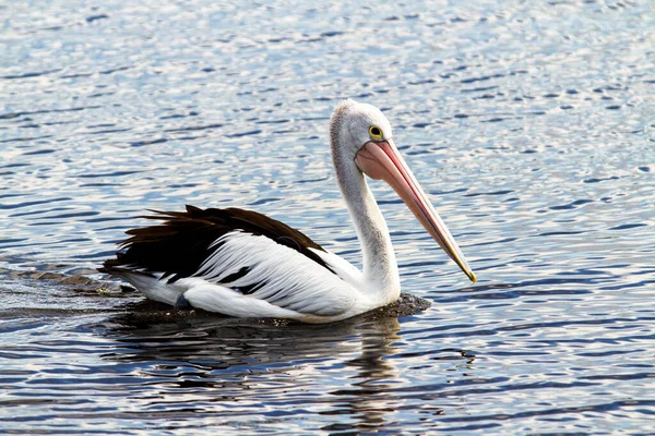 Pelicano Australiano Pelecanus Conspicillatus — Fotografia de Stock