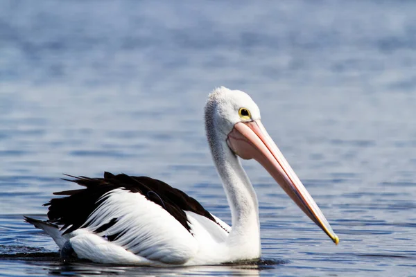 Pelicano Australiano Pelecanus Conspicillatus — Fotografia de Stock