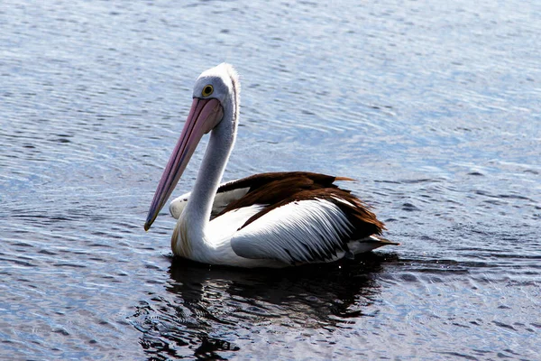 Pelicano Australiano Pelecanus Conspicillatus — Fotografia de Stock