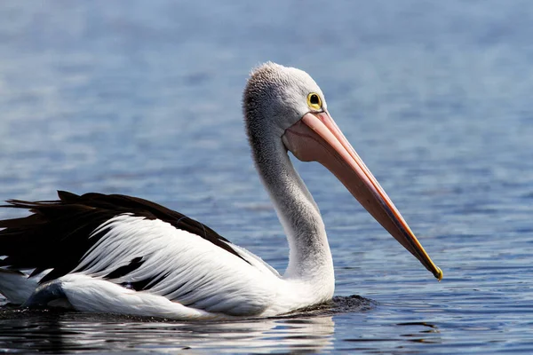 Bir Avustralya Pelikanı (Pelecanus conspicillatus)