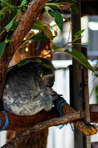 Szpital Koala Port Macquire Australia — Zdjęcie stockowe