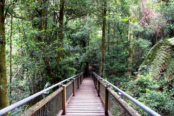 Sky Walk Dorrigo Rainforest Nueva Gales Del Sur Australia — Foto de Stock