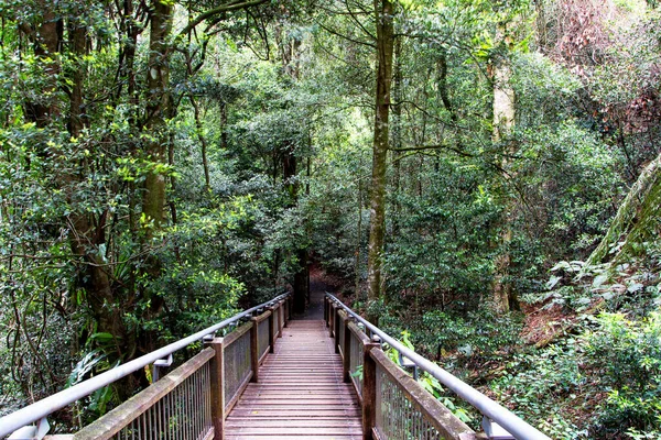 Sky Walk Dorrigo Rainforest Nueva Gales Del Sur Australia — Foto de Stock