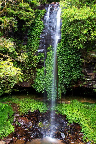Водоспад Crystal Shower Falls Dorrigo New South Wales Australia — стокове фото