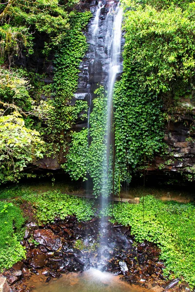 Водоспад Crystal Shower Falls Dorrigo New South Wales Australia — стокове фото