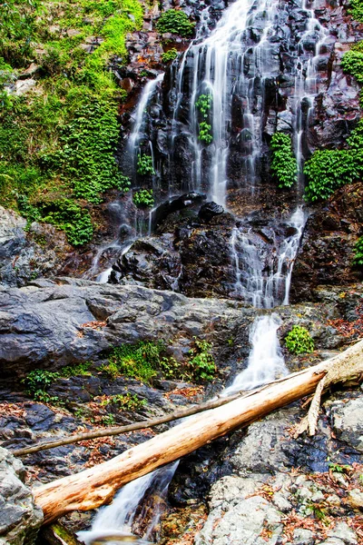 Tristania Falls Dorrigo Nemzeti Park Dél Wales Ausztrália — Stock Fotó