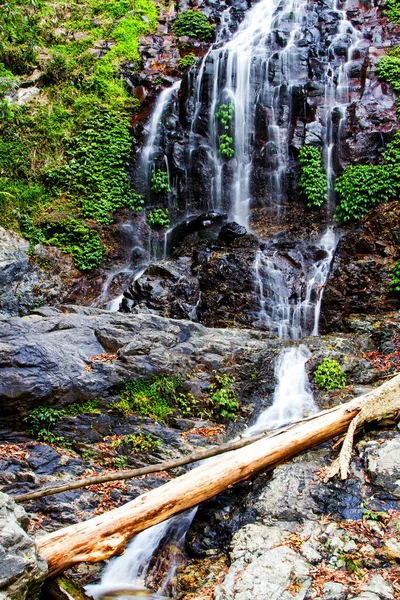 Tristania Falls Dorrigo National Park Nova Gales Sul Austrália — Fotografia de Stock