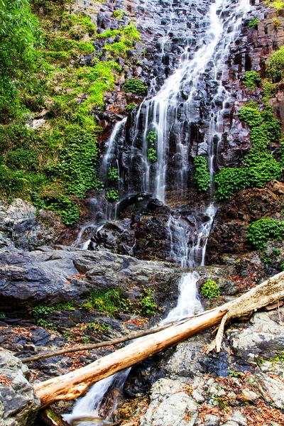 Tristania Falls Dorrigo National Park Nova Gales Sul Austrália — Fotografia de Stock