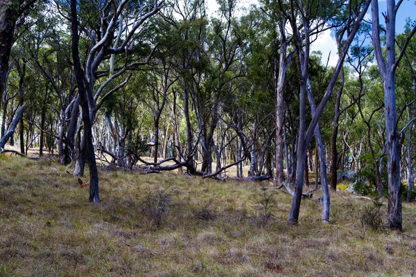 Caminho Parque Nacional Austrália — Fotografia de Stock