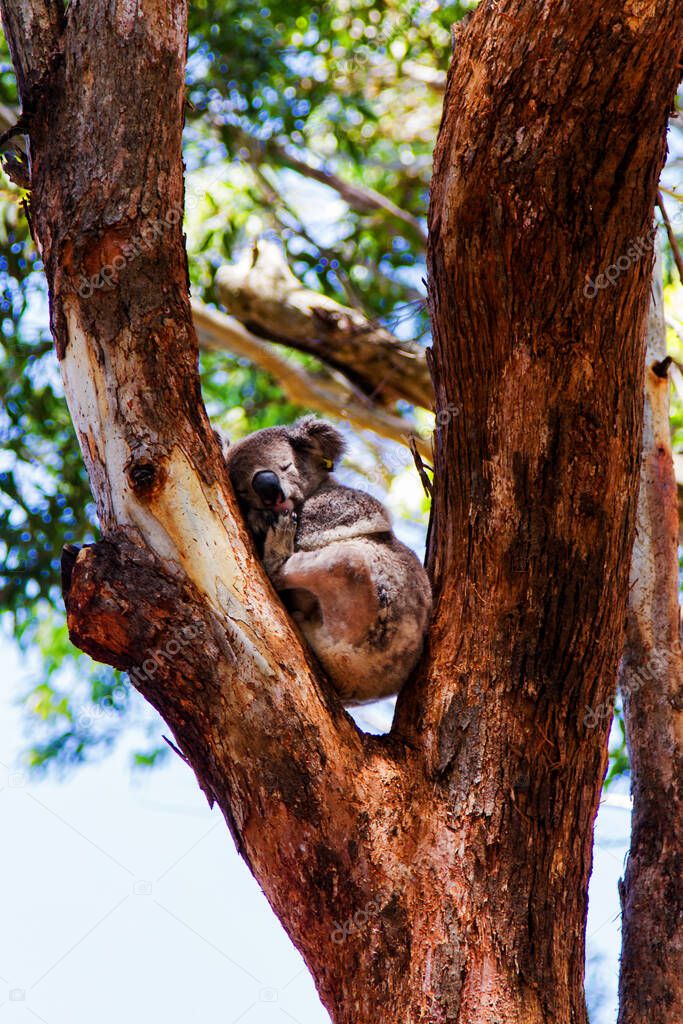 Koala hospital in Port Macquire, Australia