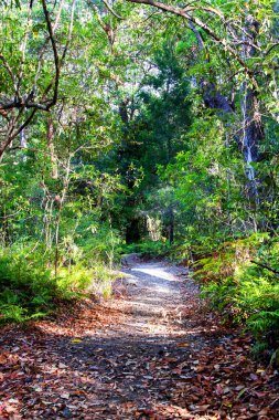 Avustralya 'da orman boyunca yürüyüş yolu.
