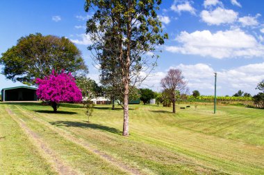 Mor çiçek ağacı, Queensland, Avustralya