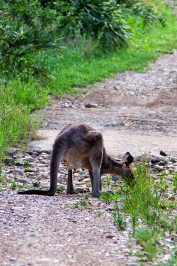 Kanguru hayvanları. Avustralya 'da Fauna
