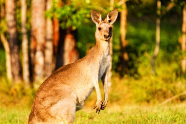 Kanguru hayvanları. Avustralya 'da Fauna