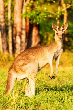 Kanguru hayvanları. Avustralya 'da Fauna