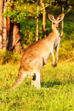 Kanguru hayvanları. Avustralya 'da Fauna