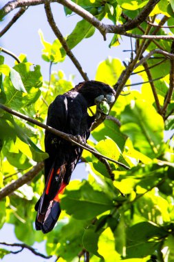 Sarı kuyruklu siyah papağan.