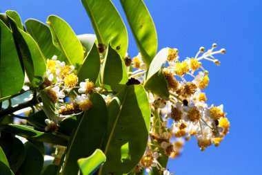 Avustralya 'da beyaz kamelya çiçeği