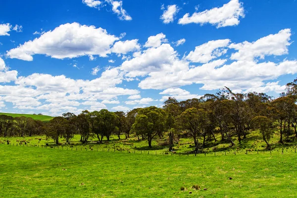 Farmland New South Wales Australia — Stock Photo, Image