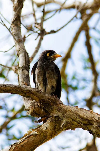 Nieuw Holland Honeyeater Een Inheemse Australische Vogel Zittend Een Boom — Stockfoto