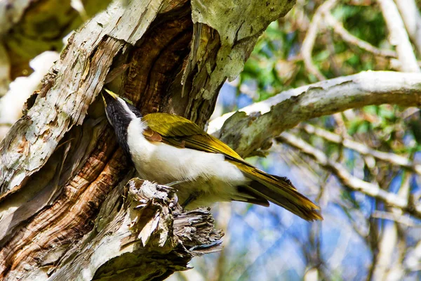 一种原产于澳大利亚的鸟 栖息在一棵树上 — 图库照片