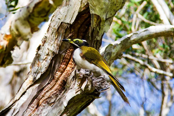New Holland Honeyeater Pájaro Australiano Nativo Sentado Árbol — Foto de Stock