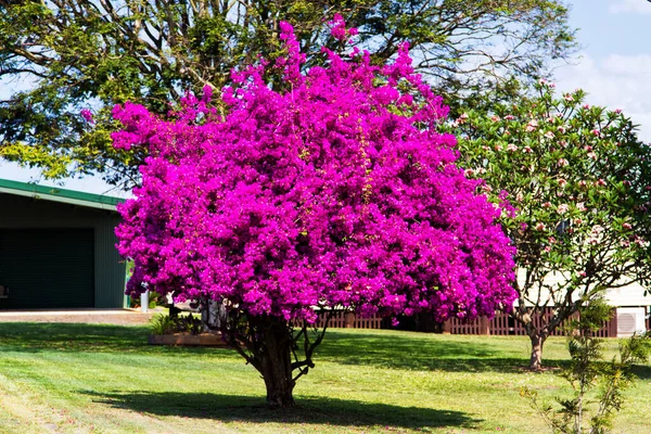 Albero Dei Fiori Viola Queensland Australia — Foto Stock