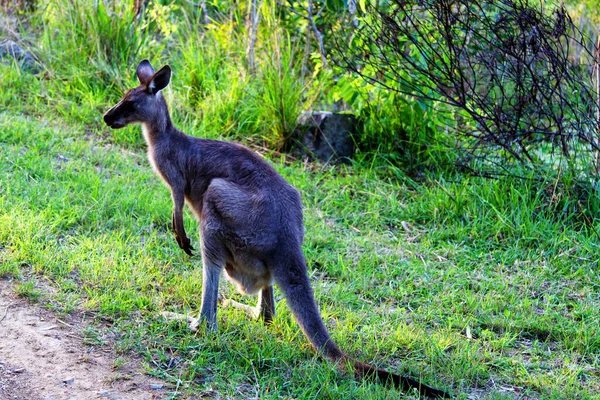 Animales Canguros Fauna Australia — Foto de Stock