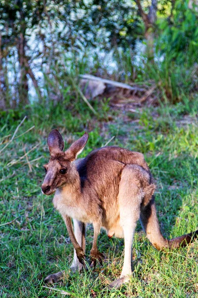 Animais Cangurus Fauna Austrália — Fotografia de Stock