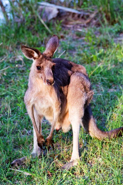 Animales Canguros Fauna Australia — Foto de Stock