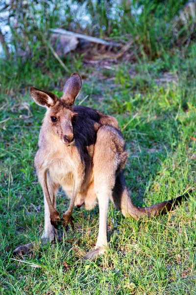 Des Animaux Kangourous Faune Australie — Photo