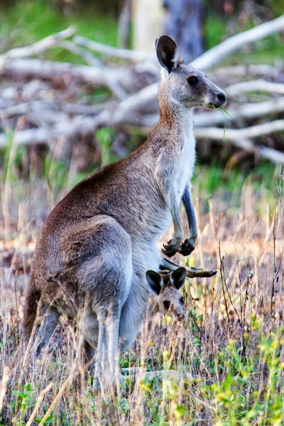 Animales Canguros Fauna Australia — Foto de Stock